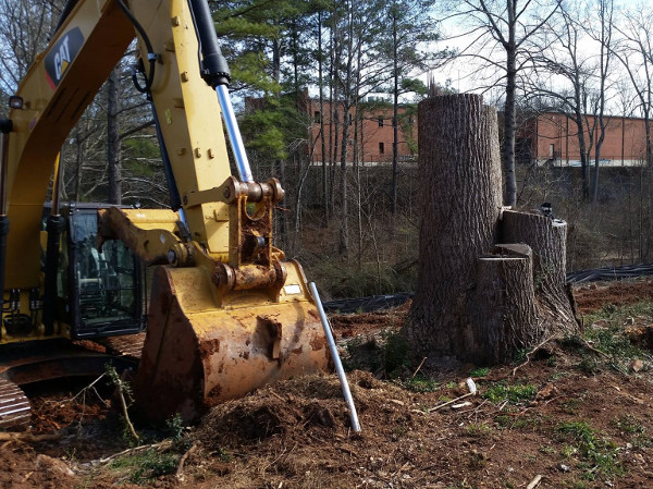 Hardwood triplet approximately 4' in diameter about to be unearthed.