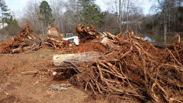 Pile of stumps removed and waiting to be placed into rolloff containers